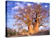 Baobab, Okavango Delta, Botswana-Pete Oxford-Stretched Canvas