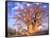 Baobab, Okavango Delta, Botswana-Pete Oxford-Framed Stretched Canvas