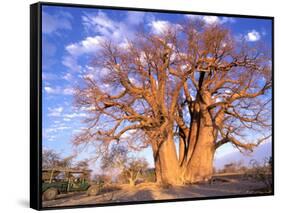 Baobab, Okavango Delta, Botswana-Pete Oxford-Framed Stretched Canvas