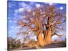 Baobab, Okavango Delta, Botswana-Pete Oxford-Stretched Canvas