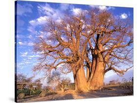 Baobab, Okavango Delta, Botswana-Pete Oxford-Stretched Canvas