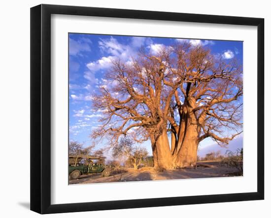 Baobab, Okavango Delta, Botswana-Pete Oxford-Framed Premium Photographic Print