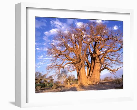 Baobab, Okavango Delta, Botswana-Pete Oxford-Framed Premium Photographic Print
