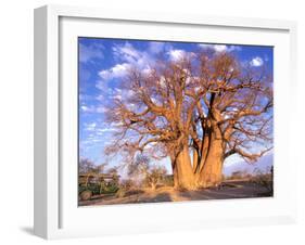 Baobab, Okavango Delta, Botswana-Pete Oxford-Framed Premium Photographic Print