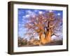 Baobab, Okavango Delta, Botswana-Pete Oxford-Framed Photographic Print