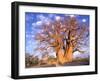 Baobab, Okavango Delta, Botswana-Pete Oxford-Framed Photographic Print