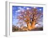 Baobab, Okavango Delta, Botswana-Pete Oxford-Framed Photographic Print