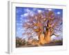 Baobab, Okavango Delta, Botswana-Pete Oxford-Framed Photographic Print