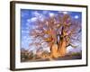 Baobab, Okavango Delta, Botswana-Pete Oxford-Framed Photographic Print