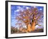 Baobab, Okavango Delta, Botswana-Pete Oxford-Framed Photographic Print