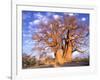 Baobab, Okavango Delta, Botswana-Pete Oxford-Framed Photographic Print