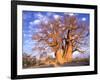 Baobab, Okavango Delta, Botswana-Pete Oxford-Framed Photographic Print