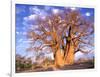 Baobab, Okavango Delta, Botswana-Pete Oxford-Framed Photographic Print