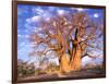 Baobab, Okavango Delta, Botswana-Pete Oxford-Framed Photographic Print