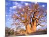 Baobab, Okavango Delta, Botswana-Pete Oxford-Mounted Photographic Print