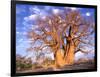 Baobab, Okavango Delta, Botswana-Pete Oxford-Framed Photographic Print