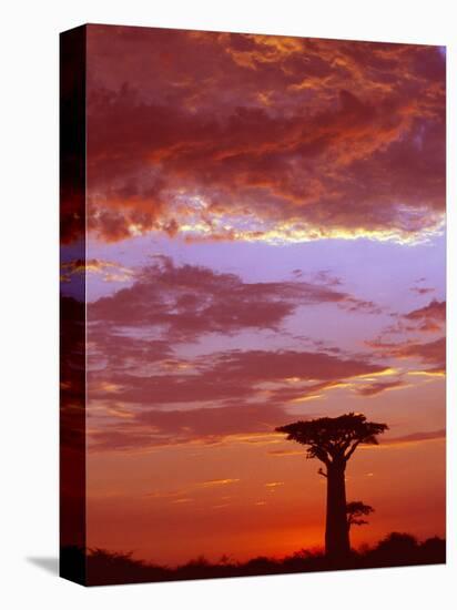 Baobab Silhouette at Sunset, Morondava, Madagascar-Pete Oxford-Stretched Canvas