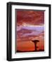 Baobab Silhouette at Sunset, Morondava, Madagascar-Pete Oxford-Framed Premium Photographic Print