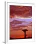 Baobab Silhouette at Sunset, Morondava, Madagascar-Pete Oxford-Framed Photographic Print