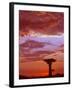 Baobab Silhouette at Sunset, Morondava, Madagascar-Pete Oxford-Framed Photographic Print