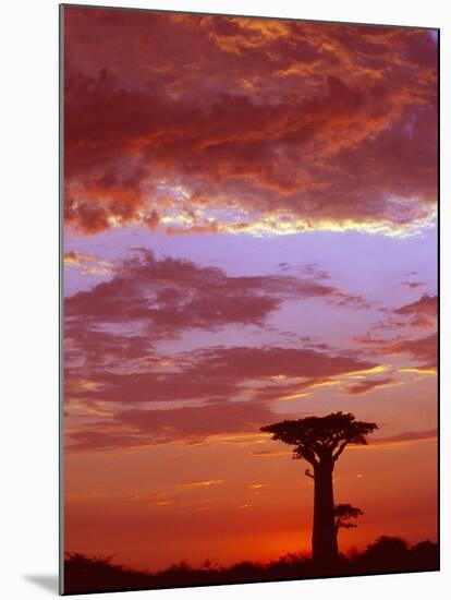 Baobab Silhouette at Sunset, Morondava, Madagascar-Pete Oxford-Mounted Photographic Print