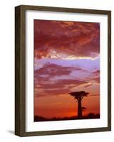 Baobab Silhouette at Sunset, Morondava, Madagascar-Pete Oxford-Framed Photographic Print