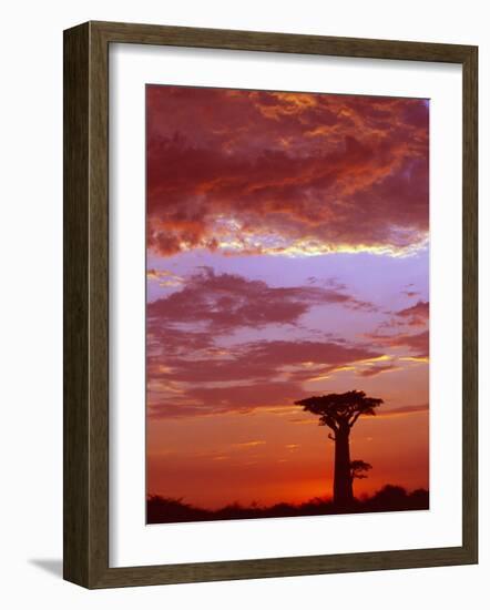 Baobab Silhouette at Sunset, Morondava, Madagascar-Pete Oxford-Framed Photographic Print