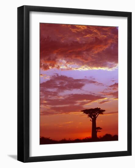 Baobab Silhouette at Sunset, Morondava, Madagascar-Pete Oxford-Framed Photographic Print
