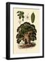 Baobab Tree, 1833-39-null-Framed Giclee Print