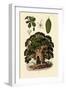 Baobab Tree, 1833-39-null-Framed Giclee Print