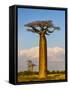 Baobab tree against cloudy sky, Morondava, Madagascar-Panoramic Images-Framed Stretched Canvas