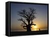 Baobab Tree and Couple Walking, Sine Saloum Delta, Senegal, West Africa, Africa-Robert Harding-Framed Stretched Canvas