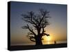 Baobab Tree and Couple Walking, Sine Saloum Delta, Senegal, West Africa, Africa-Robert Harding-Stretched Canvas