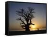 Baobab Tree and Couple Walking, Sine Saloum Delta, Senegal, West Africa, Africa-Robert Harding-Framed Stretched Canvas