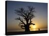 Baobab Tree and Couple Walking, Sine Saloum Delta, Senegal, West Africa, Africa-Robert Harding-Stretched Canvas