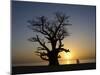 Baobab Tree and Couple Walking, Sine Saloum Delta, Senegal, West Africa, Africa-Robert Harding-Mounted Photographic Print