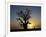 Baobab Tree and Couple Walking, Sine Saloum Delta, Senegal, West Africa, Africa-Robert Harding-Framed Photographic Print