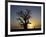 Baobab Tree and Couple Walking, Sine Saloum Delta, Senegal, West Africa, Africa-Robert Harding-Framed Photographic Print