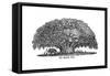 Baobab Tree and Elephant-null-Framed Stretched Canvas