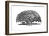 Baobab Tree and Elephant-null-Framed Giclee Print