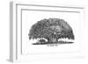 Baobab Tree and Elephant-null-Framed Giclee Print