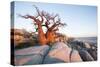 Baobab Tree at Dawn, Kubu Island, Botswana-Paul Souders-Stretched Canvas