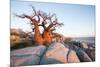 Baobab Tree at Dawn, Kubu Island, Botswana-Paul Souders-Mounted Premium Photographic Print