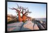 Baobab Tree at Dawn, Kubu Island, Botswana-Paul Souders-Framed Premium Photographic Print