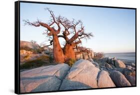 Baobab Tree at Dawn, Kubu Island, Botswana-Paul Souders-Framed Stretched Canvas