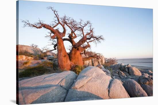 Baobab Tree at Dawn, Kubu Island, Botswana-Paul Souders-Stretched Canvas