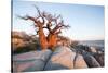 Baobab Tree at Dawn, Kubu Island, Botswana-Paul Souders-Stretched Canvas