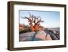 Baobab Tree at Dawn, Kubu Island, Botswana-Paul Souders-Framed Photographic Print