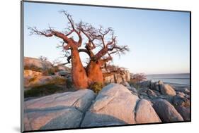 Baobab Tree at Dawn, Kubu Island, Botswana-Paul Souders-Mounted Photographic Print