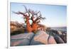 Baobab Tree at Dawn, Kubu Island, Botswana-Paul Souders-Framed Photographic Print